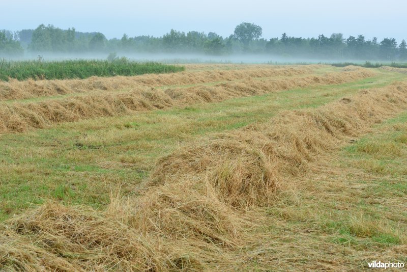 Hooilanden in de Scherenmeersen