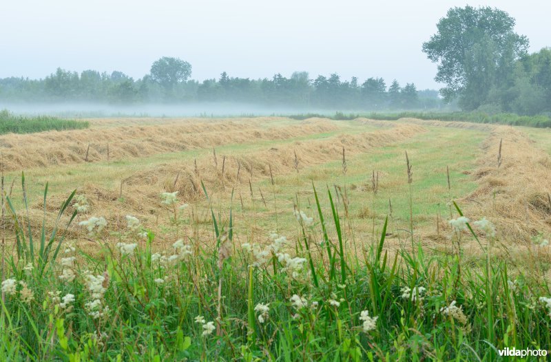 Hooilanden in de Scherenmeersen