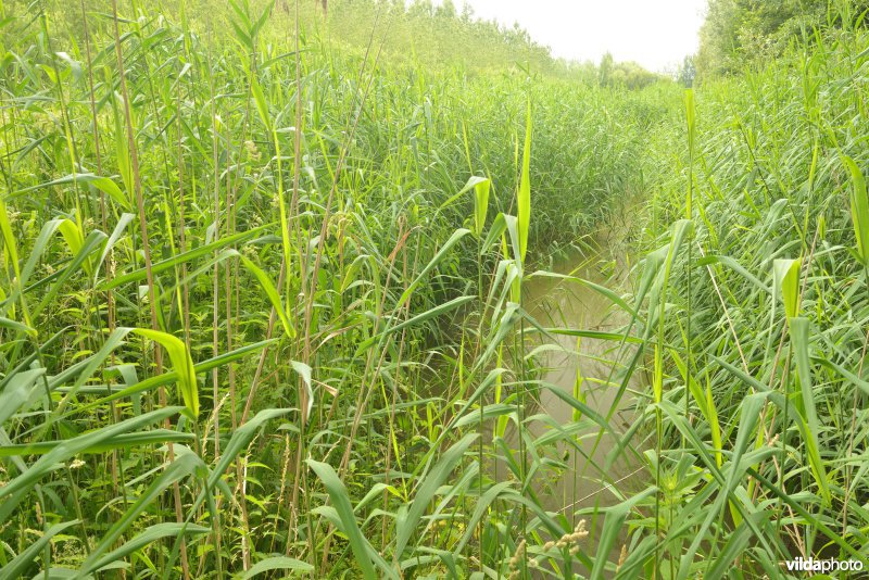 Vlassenbroekse polders