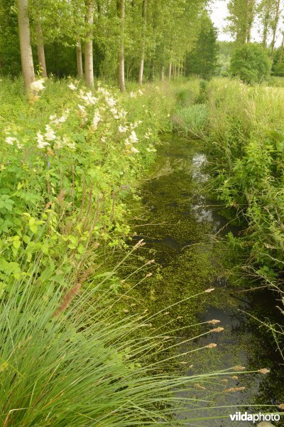 Zwijn polder