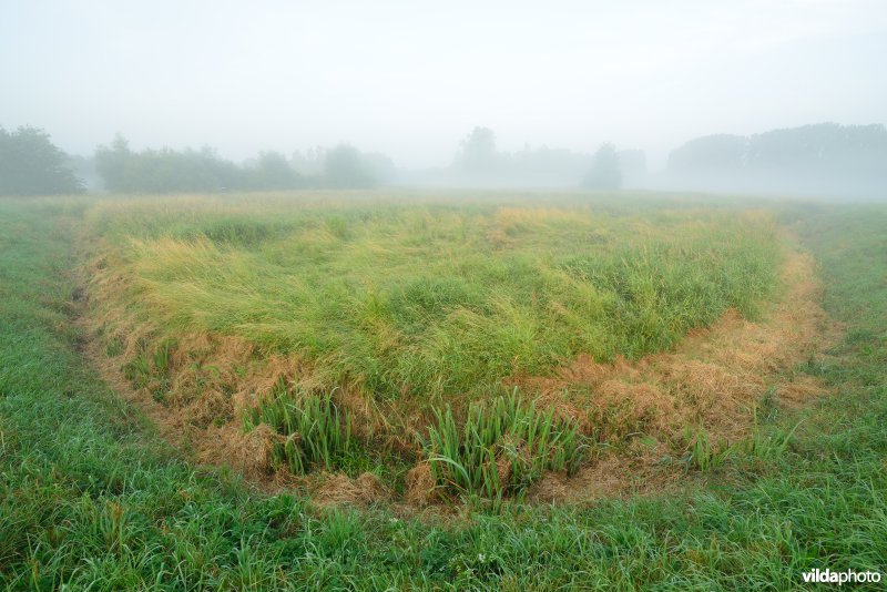 Graslanden langs de Grote Nete