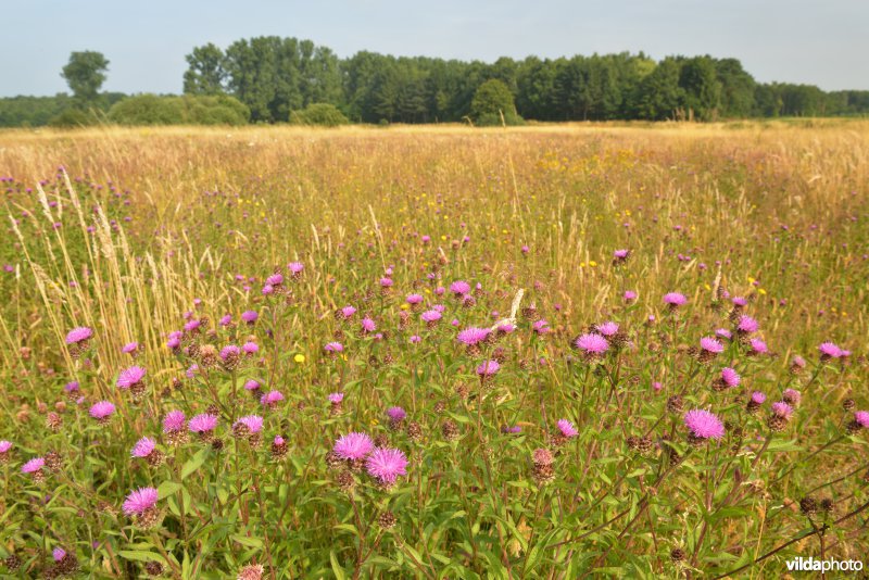 Graslanden langs de Grote Nete