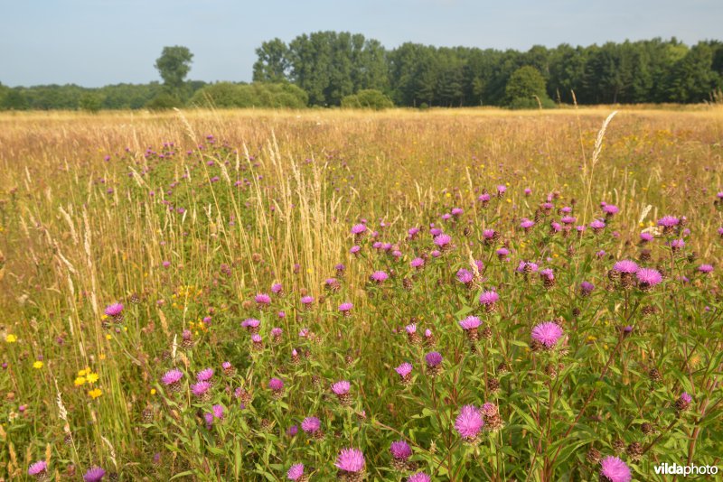 Graslanden langs de Grote Nete