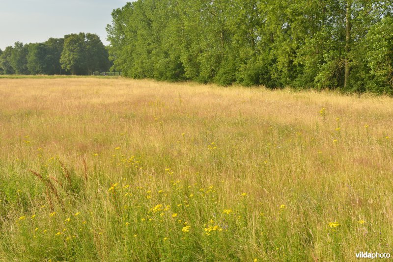 Graslanden langs de Grote Nete