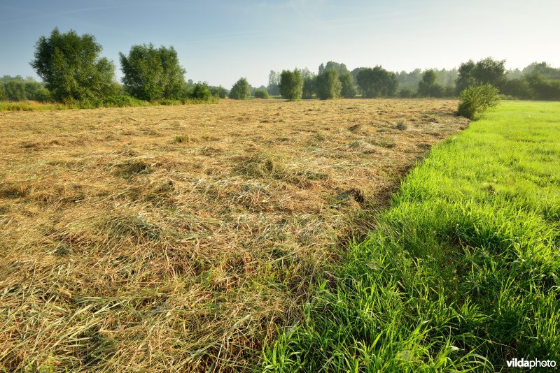 Graslanden langs de Grote Nete