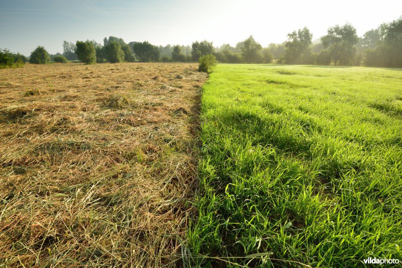 Graslanden langs de Grote Nete