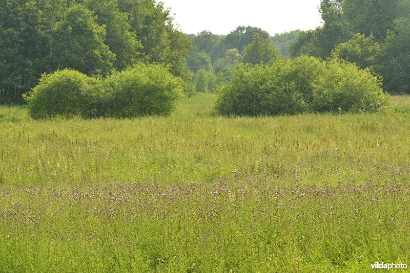 Vallei Zammelsbroek