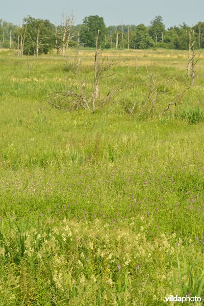 Natuurreservaat Zammelsbroek