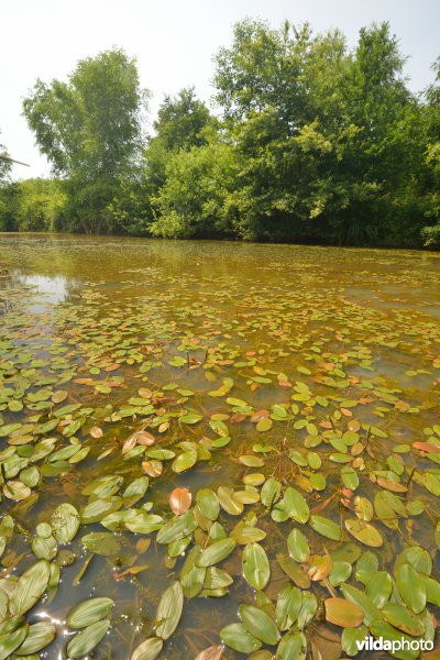 Natuurreservaat Zammelsbroek