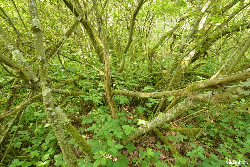 Natuurreservaat Zammelsbroek