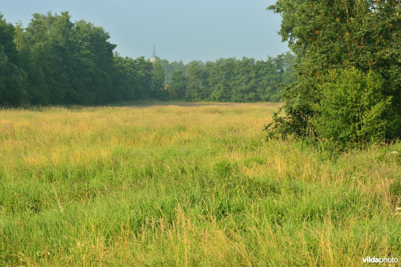 Graslanden langs de Grote Nete