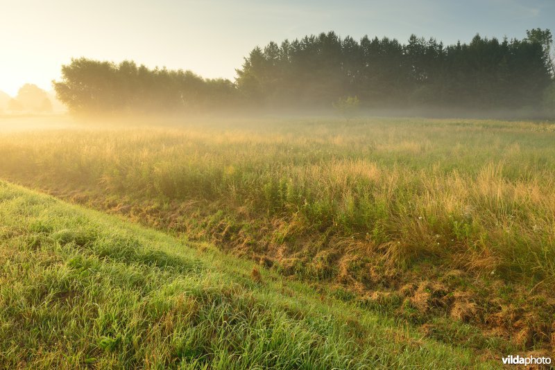 Graslanden langs de Grote Nete