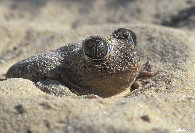 Spaanse knoflookpad graaft zich in
