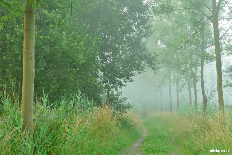 Schellandpolder