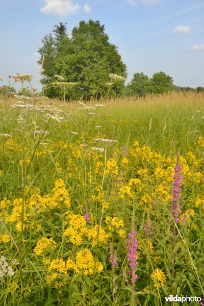 Bloemenrijke hooilanden in de vallei van de Grote Nete