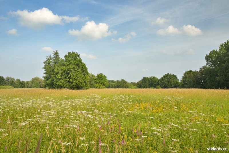 Bloemenrijke hooilanden in de vallei van de Grote Nete