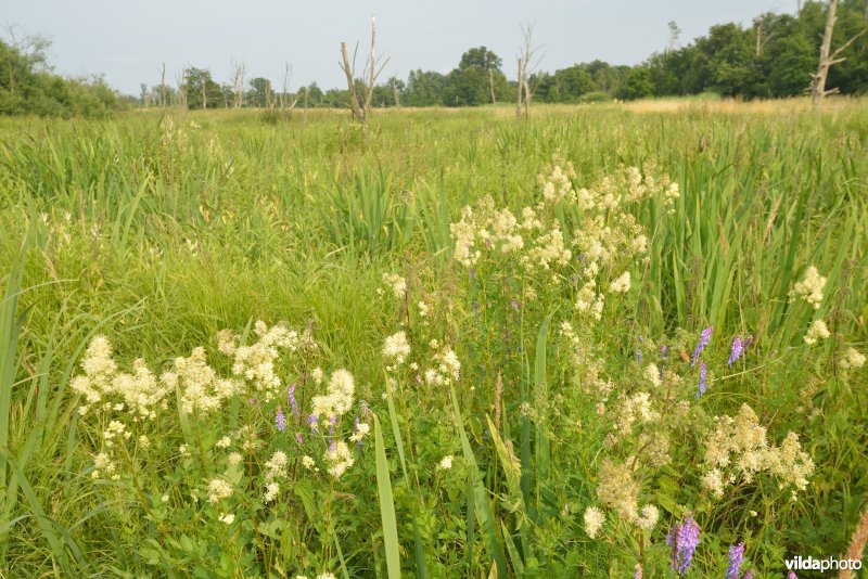 Natuurreservaat Zammelsbroek