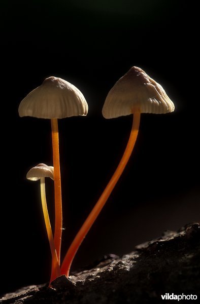 Prachtmycena