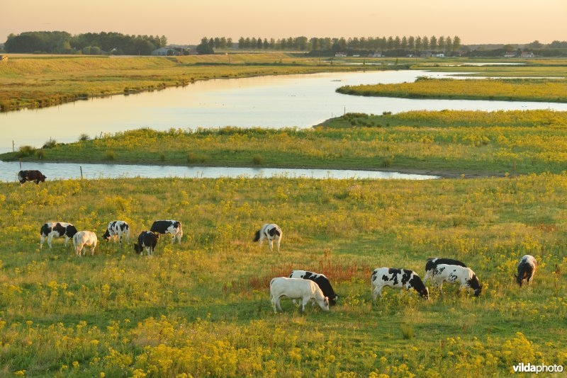 Doelpolder Noord