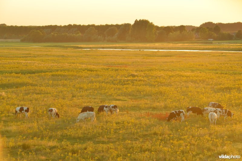 Doelpolder Noord