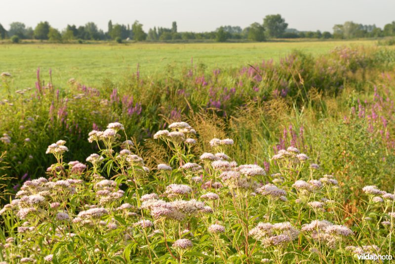 Weijmeerbroek