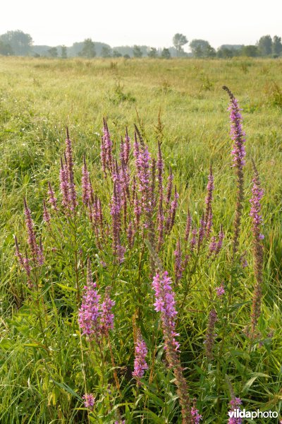 Weijmeerbroek