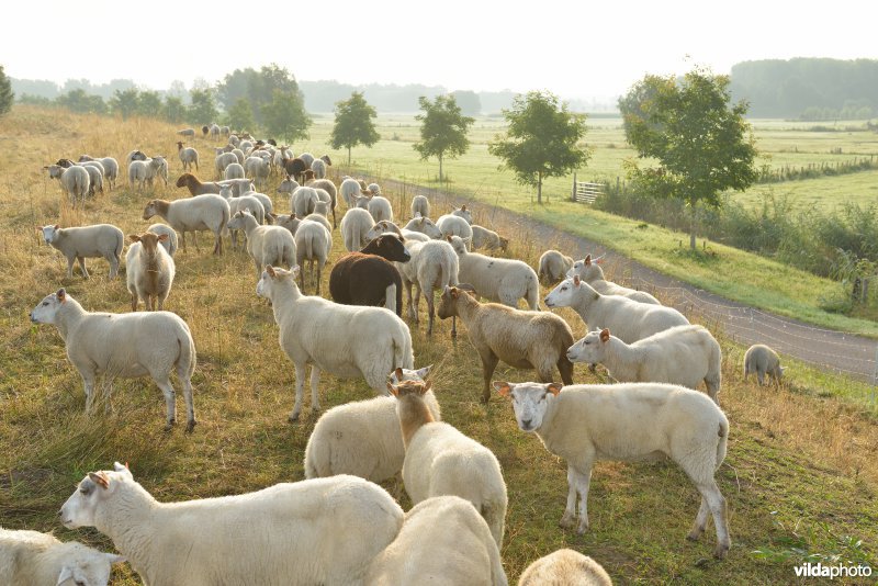 Dijkbegrazing door schapen