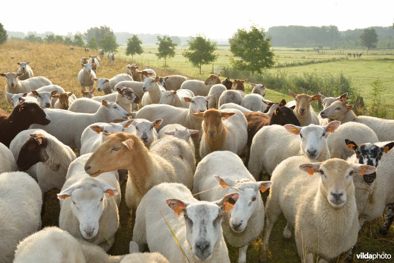 Dijkbegrazing door schapen