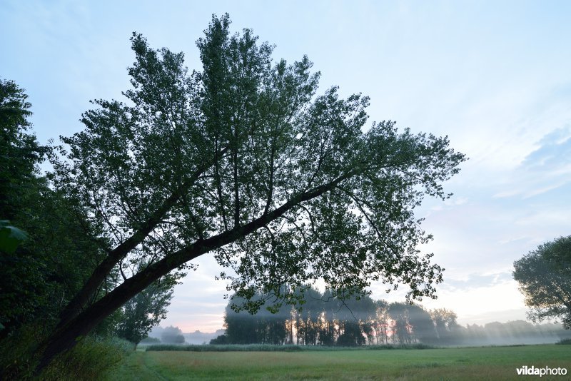 Bulbierbroek