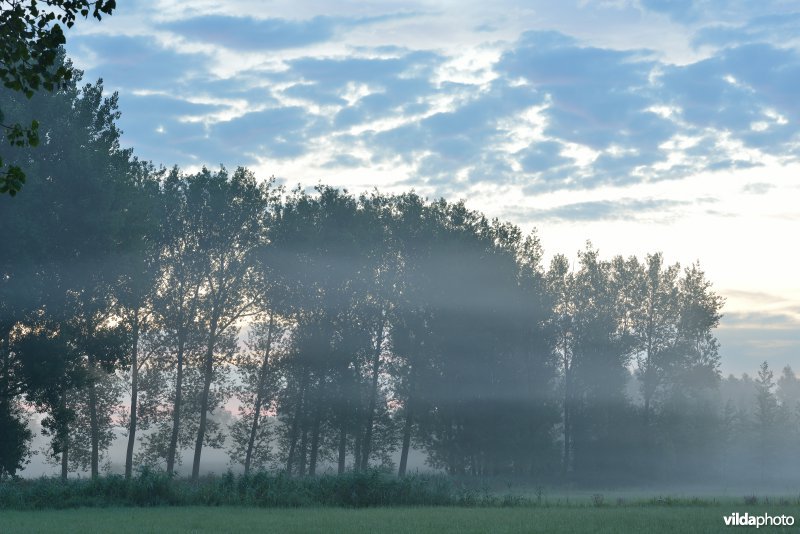 Bulbierbroek