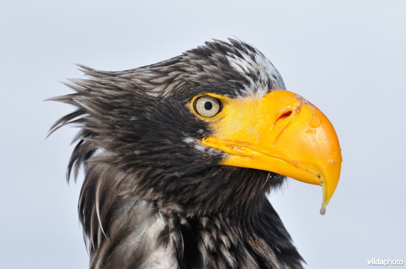 Kop van Stellers zeearend