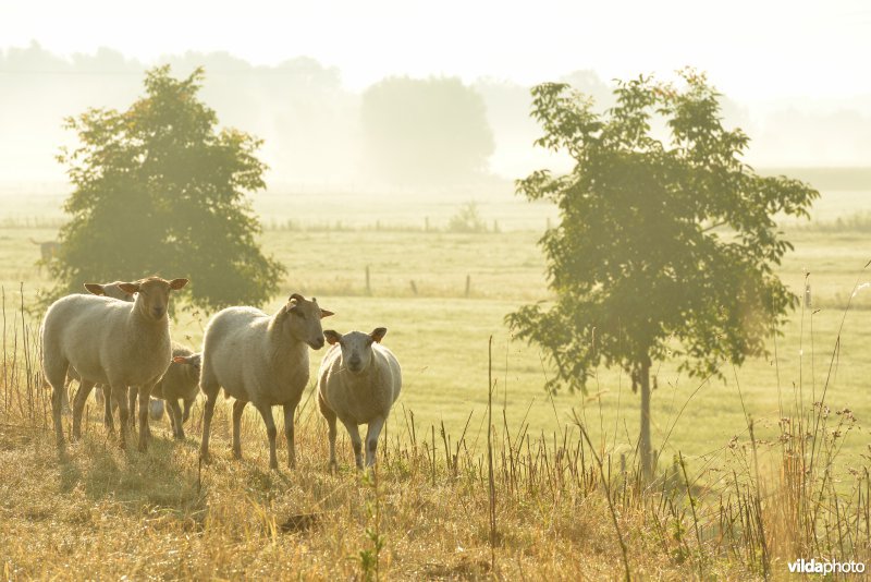 Dijkbegrazing door schapen