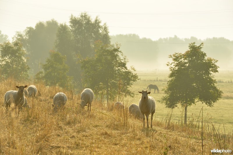 Dijkbegrazing door schapen