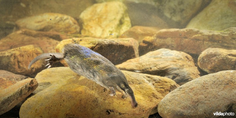 Zwemmende Pyreneese desman
