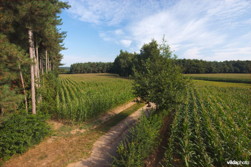 Akkers tussen de bossen