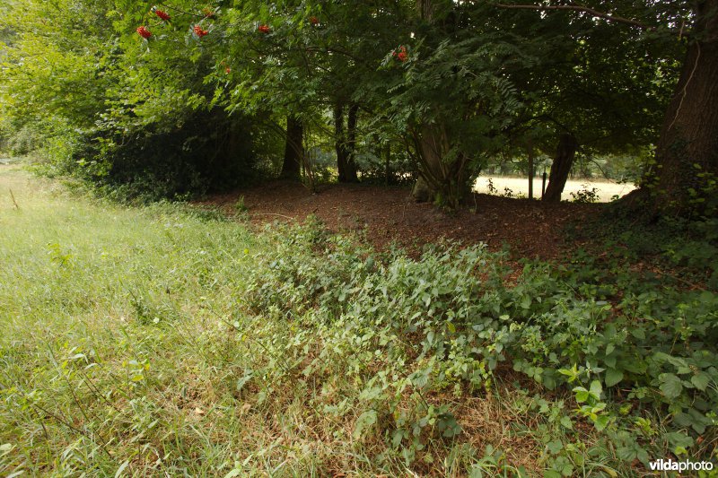 Opgehoogde houtwal in een mozaïeklandschap