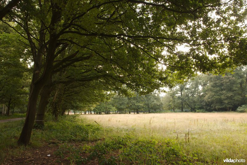 Bomenrij aan de rand van een grasland