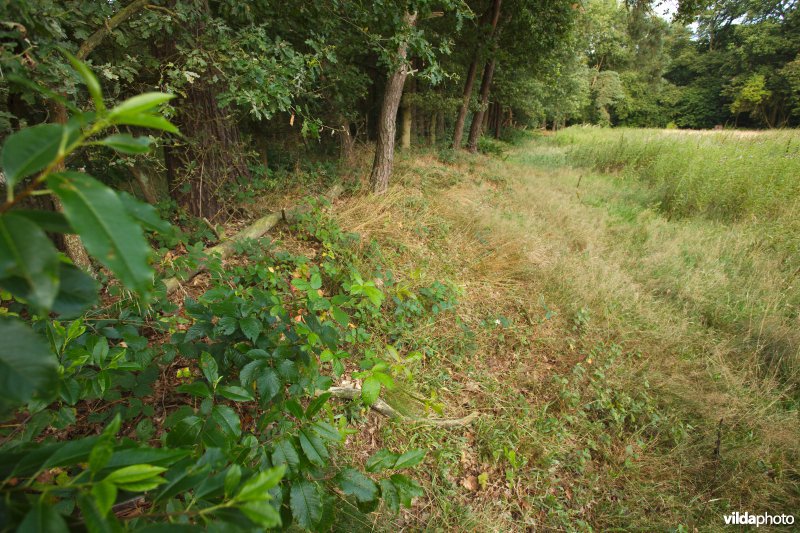 Opgehoogde houtwal in een mozaïeklandschap