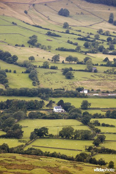 Houtkanten in de heuvels van het Peak District