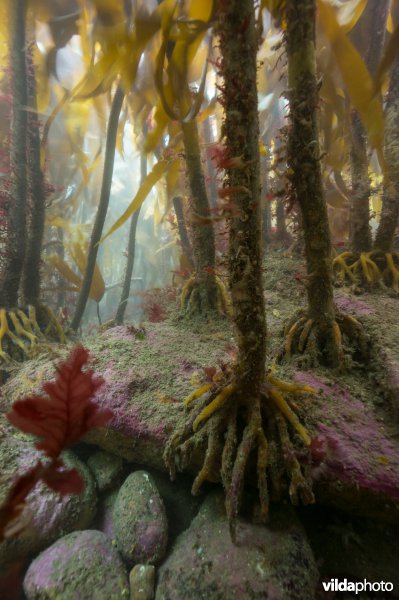 Kelpwoud op steen met roodwier en kalkkorstwier
