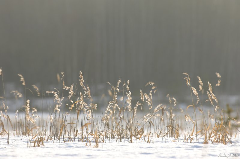 Riet in de sneeuw