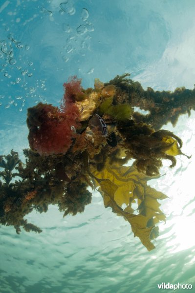 Begroeid touw met mossels, zakpijpen en allerlei zeewier