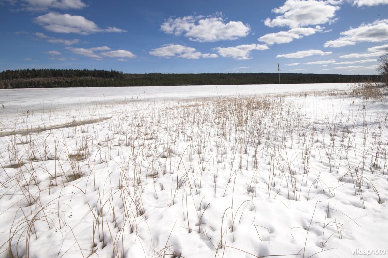 Besneeuwd meer in Zweden