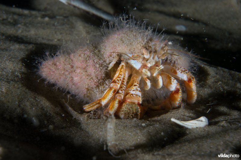 Gewone heremietkreeft in wulk begroeid met zeerasp