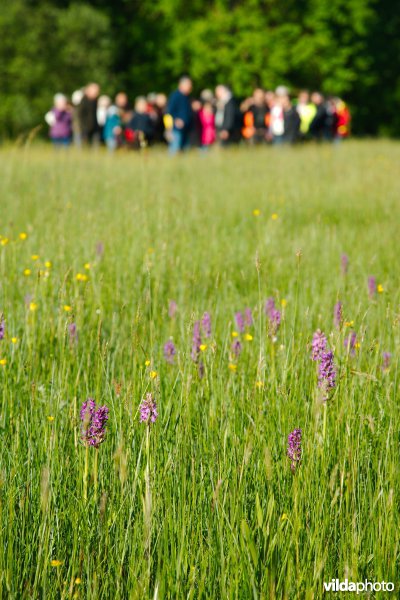 Wandelaars bezoeken een orchideëngrasland