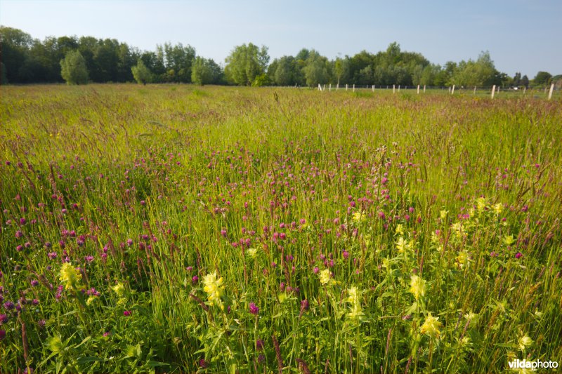 Bloemrijk grasland