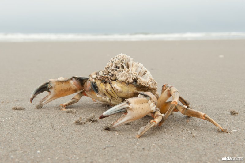 Strandkrab met zeepokken