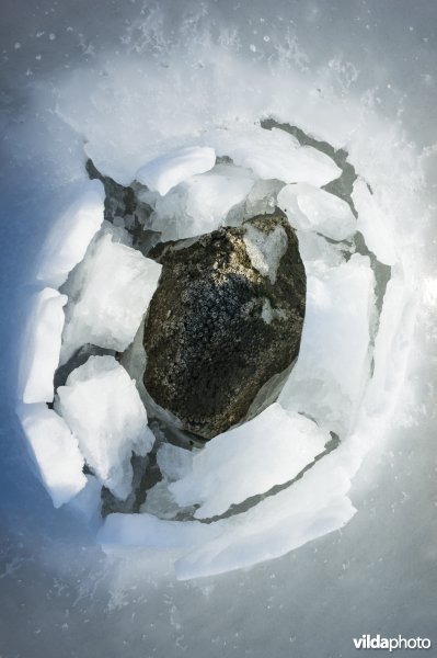Steen met zeepokken tussen kruiend ijs in de waddenzee