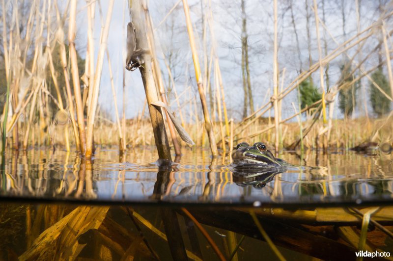 Groene kikker in vijver met riet, half onder water