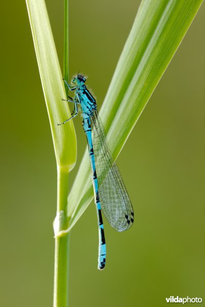 Vogelwaterjuffer